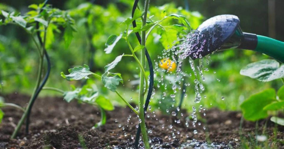 Честота на поливането на домати