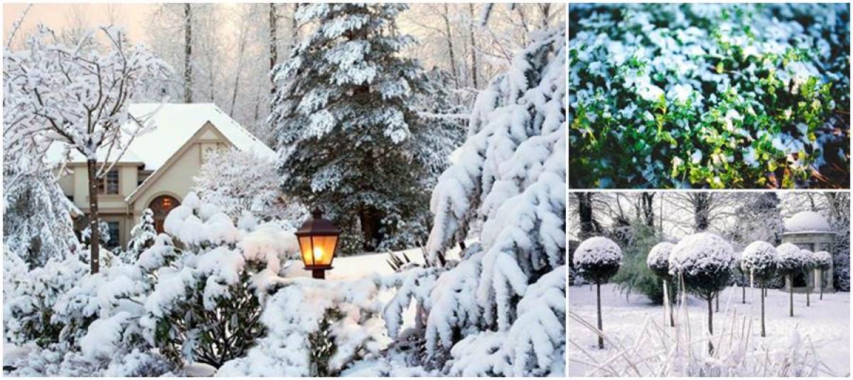 Класическите вечнозелени растения