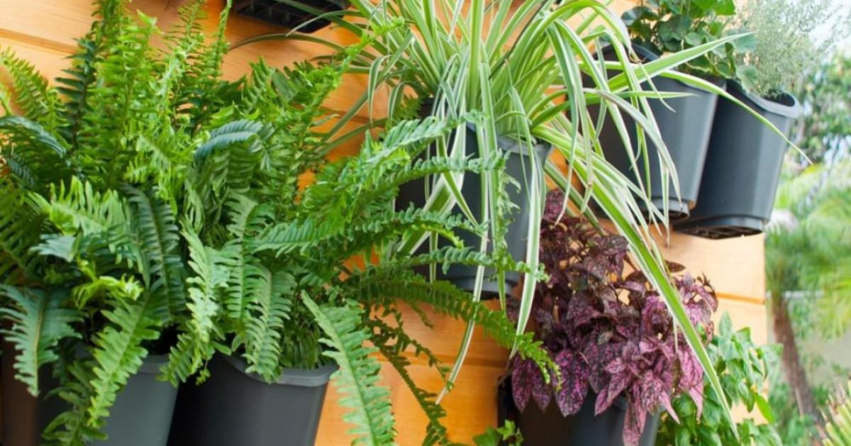 Основни стъпки при конструиране на вертикална градина