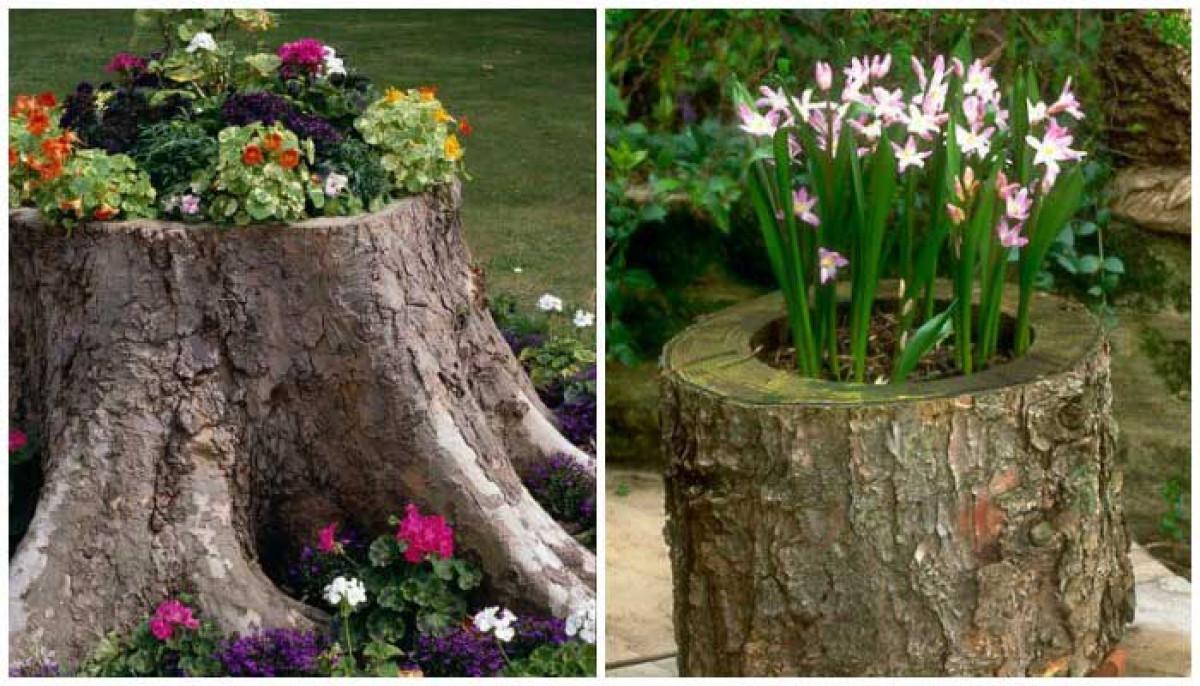 Саксията от пънче носи eстествена красота