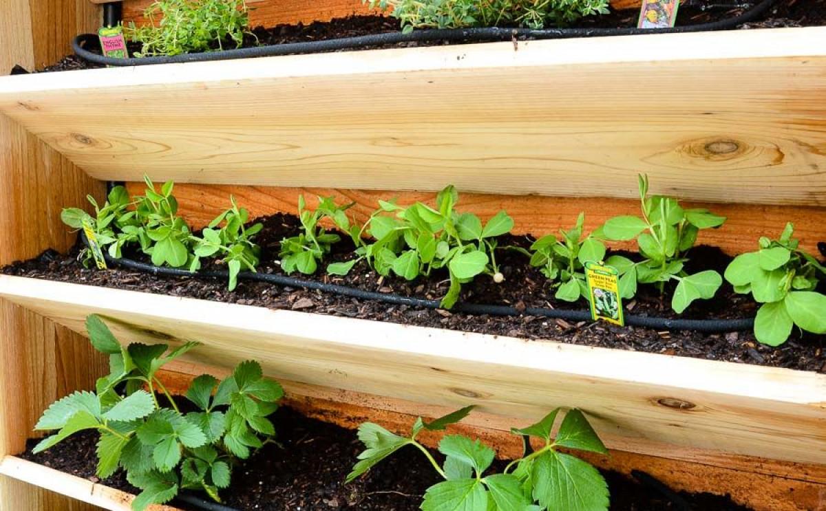 Кои билки са подходящи за вертикална градина?