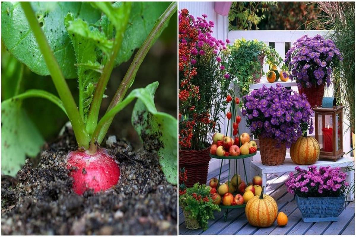 Растения, с които да направим градината си по-цветна през есента