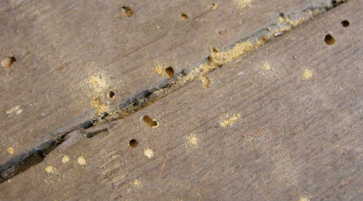 Машинното масло също ще свърши работа