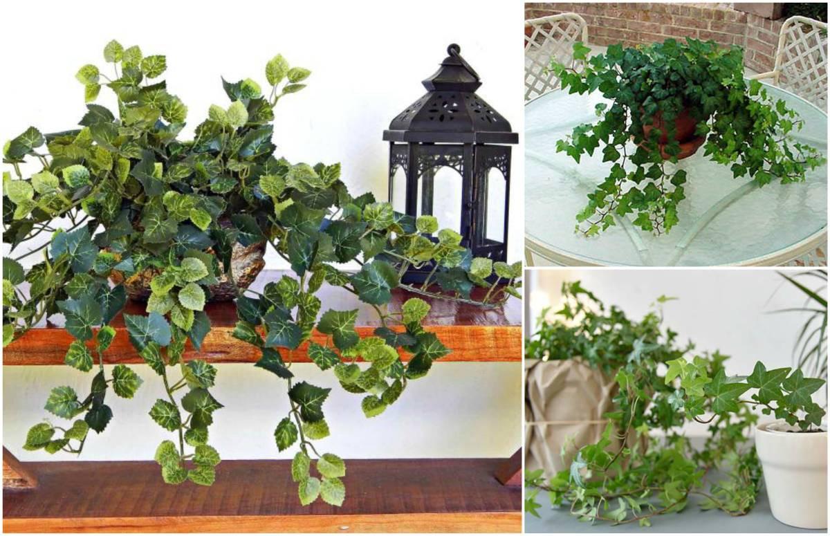 Английски бръшлян