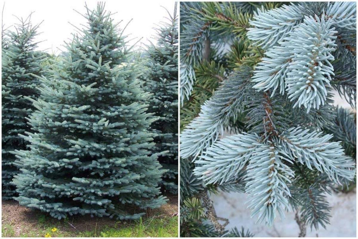 Сребристият смърч приканва зимата у дома