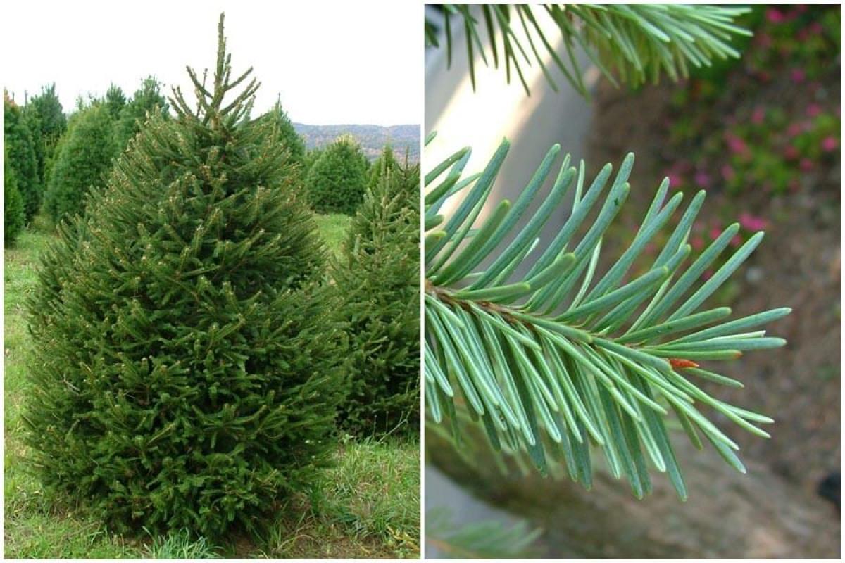 Елата е един от най-предпочитаните варианти за коледно дръвче