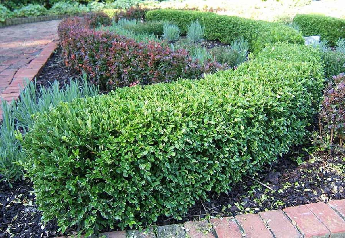 Класическа идея за вашата градина - жив плет от чемшир