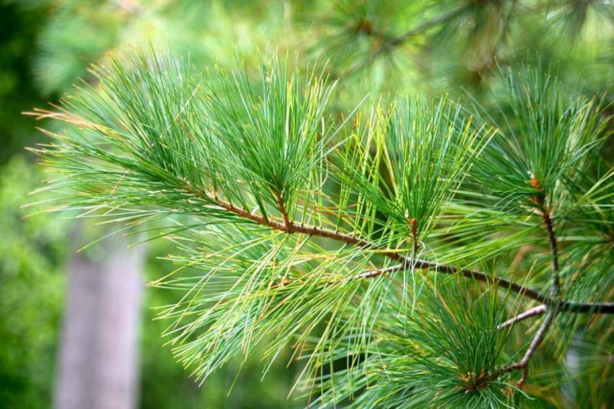 Съхранете традицията с живо борово дръвче