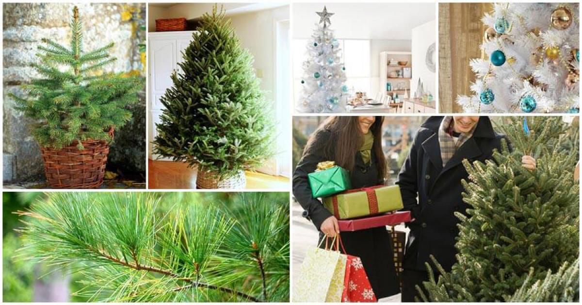 Как да изберете идеалната коледна елха за своя уютен дом