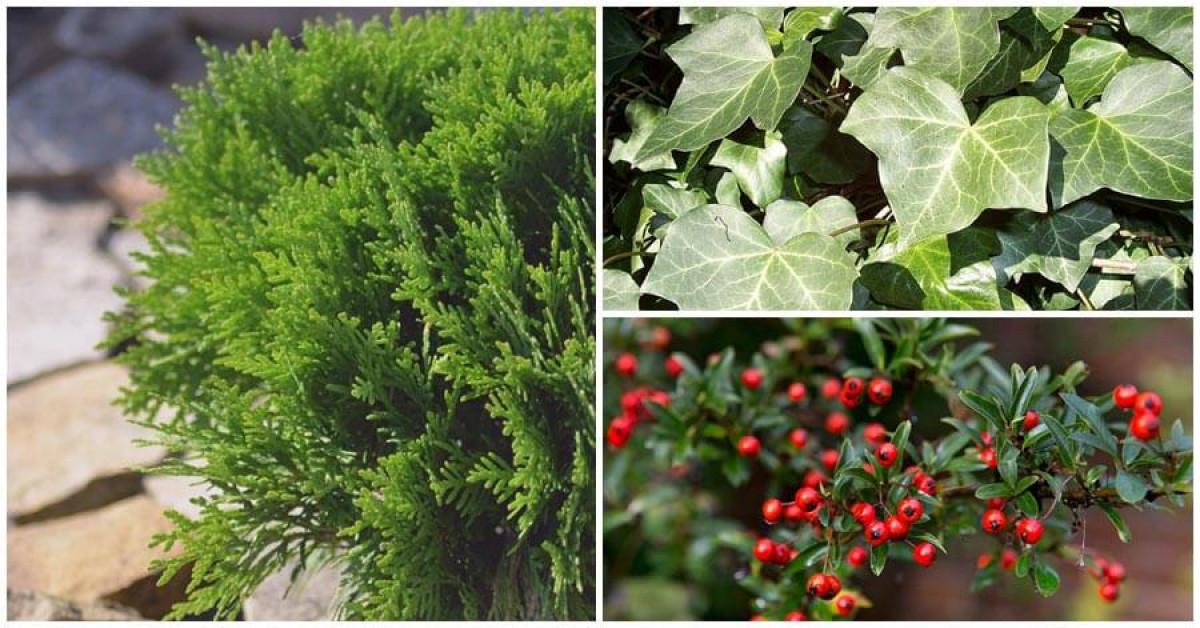 Създайте уникален жив плет, който ще вдъхне настроение в градината