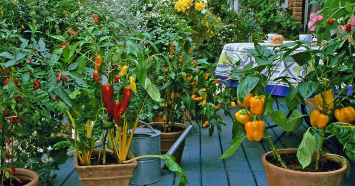 Балконска градина с чушки