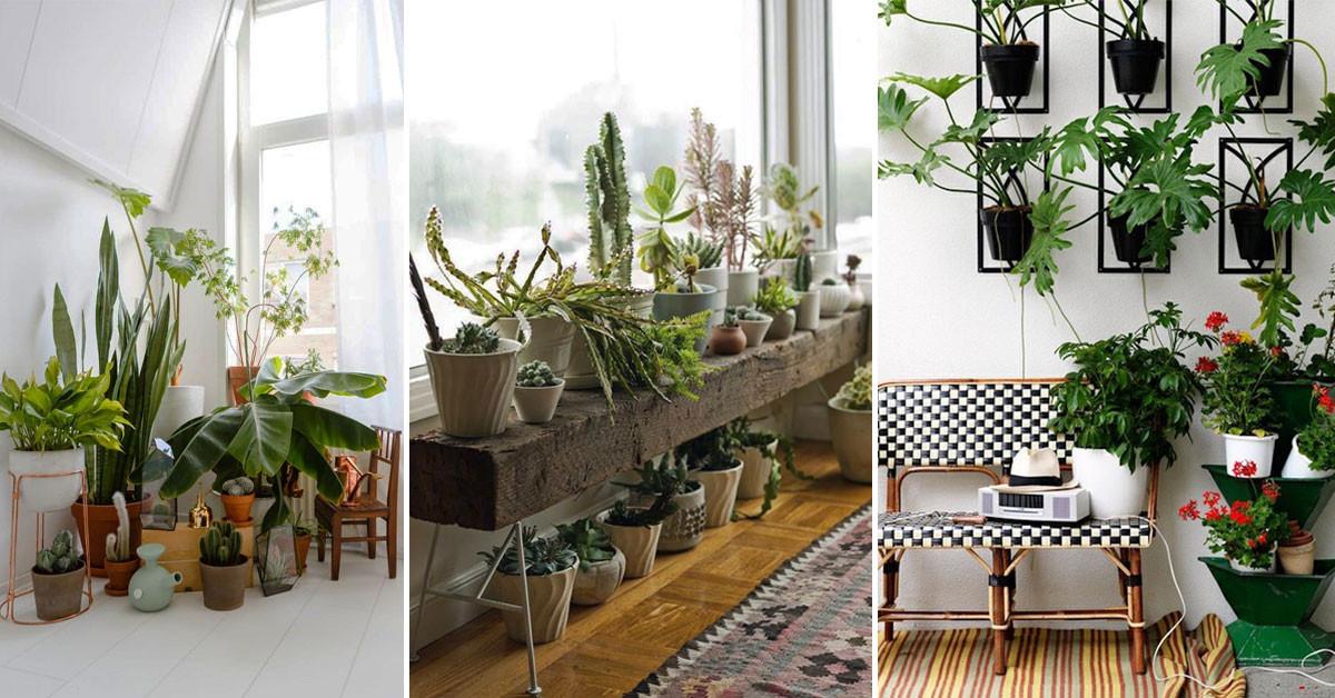 Къде да настаните различните видове растения?