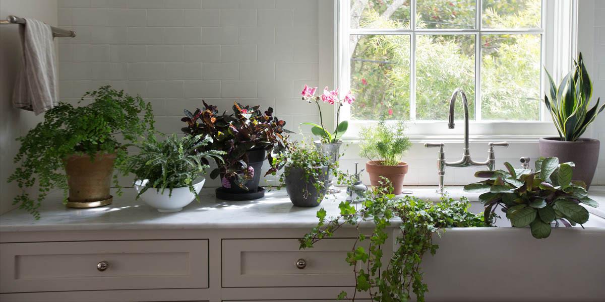 Какво да направите преди да внесете растенията