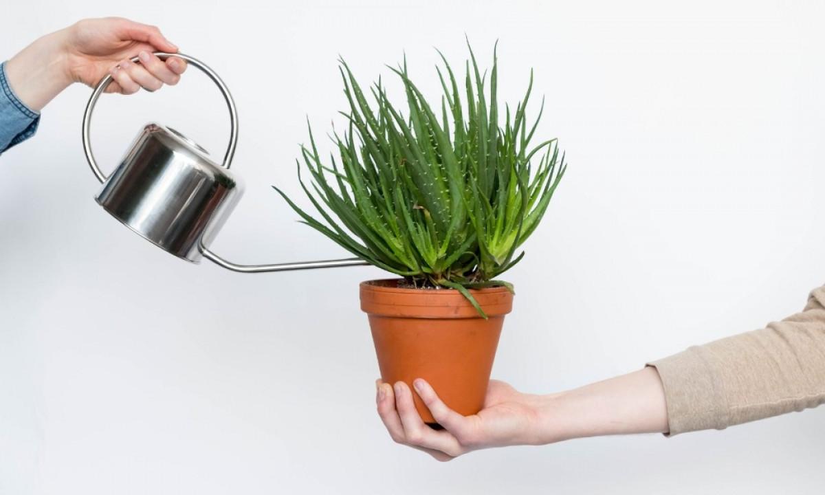 Променете режима им на поливане