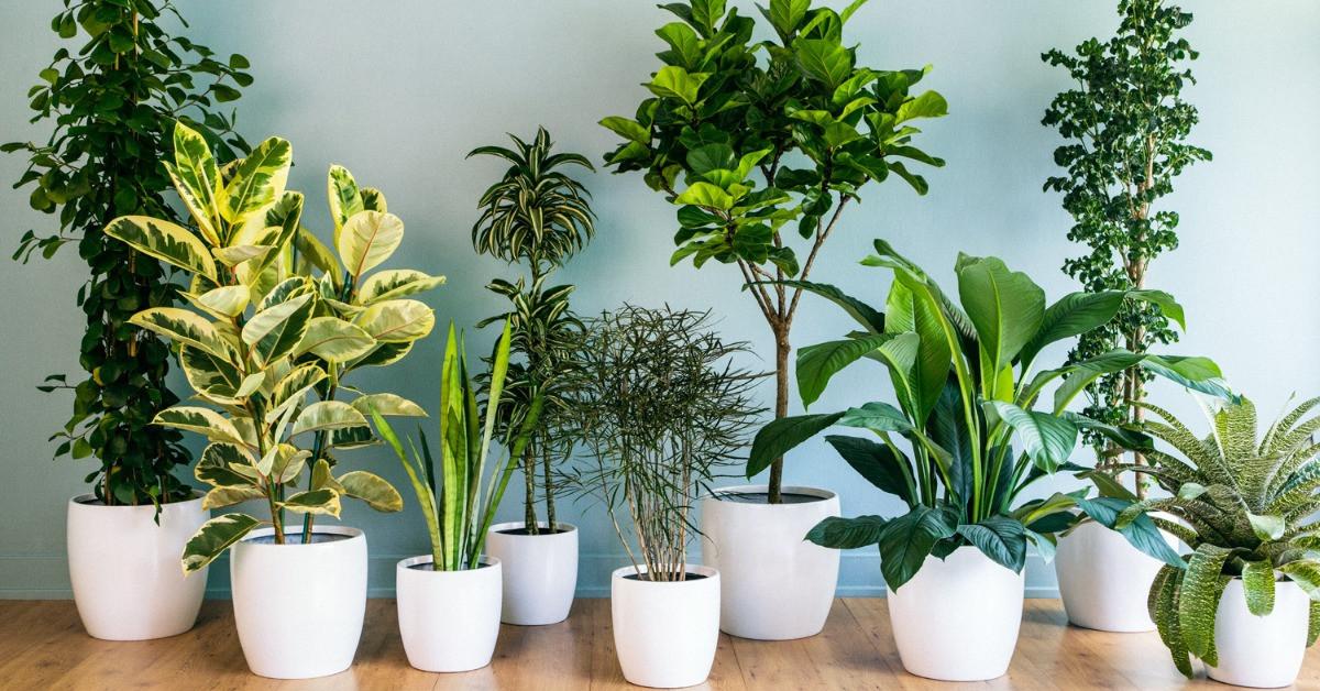 Грижа за растенията през зимата в 4 лесни стъпки