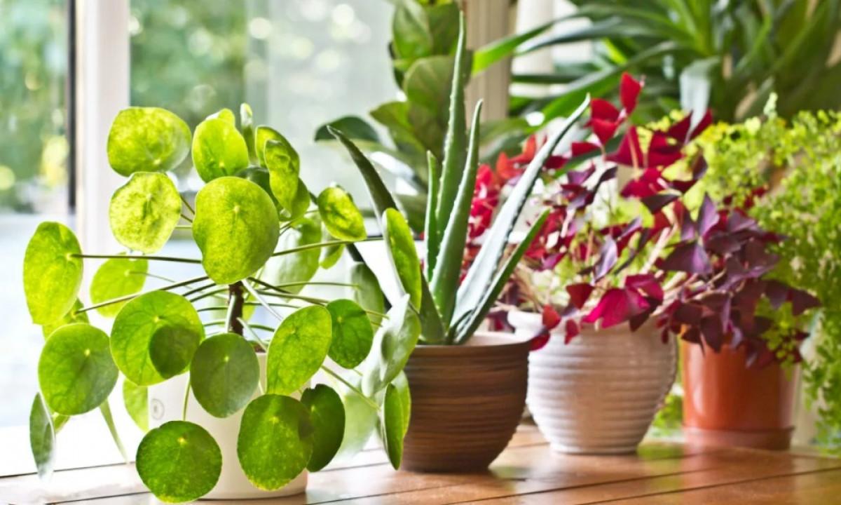 Подобрете влажността на въздуха