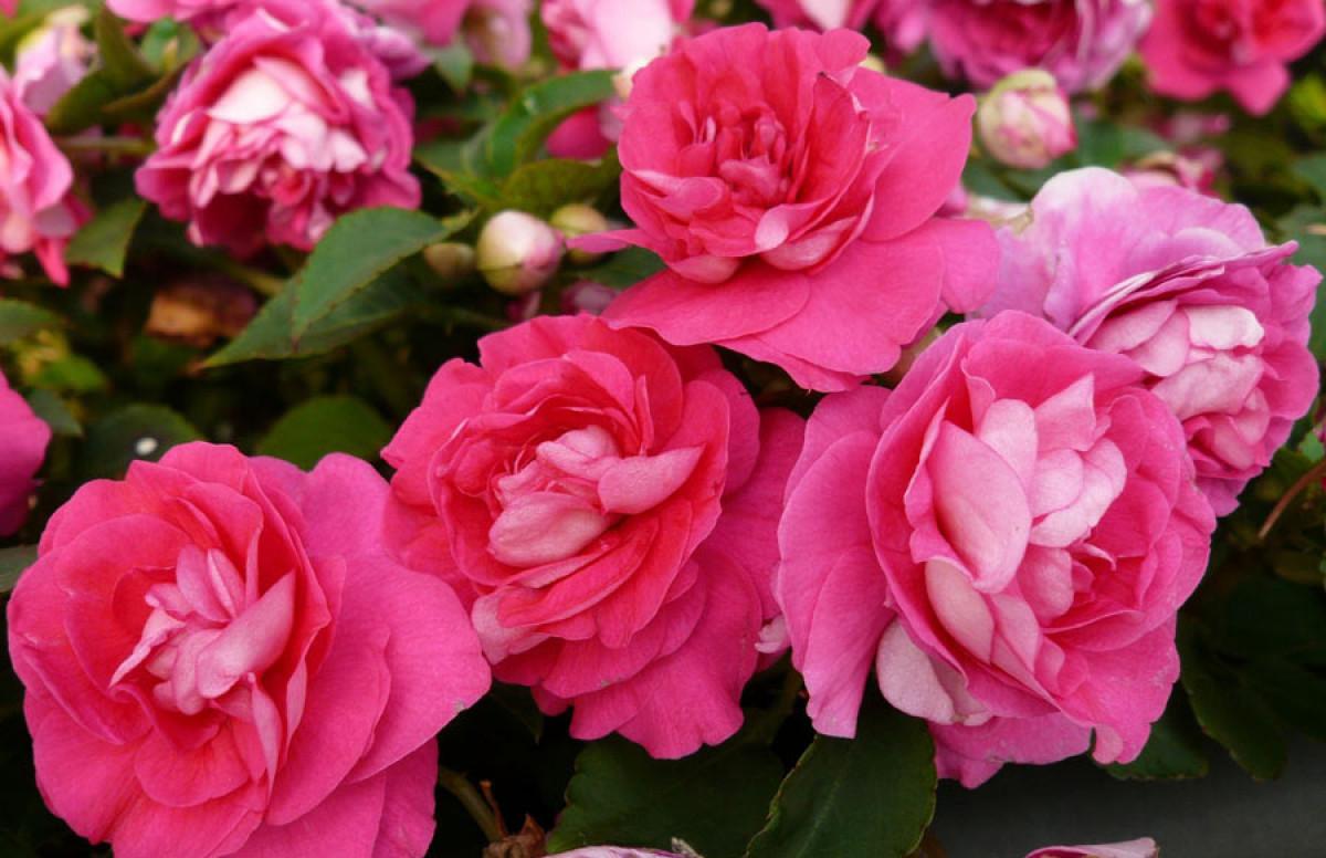 Импатиенс (циганче)