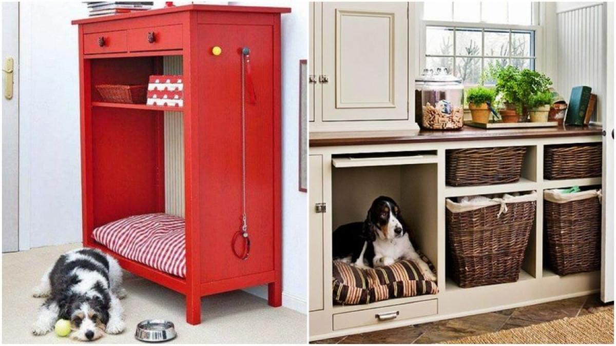 Кучешко царство, побрано в шкаф