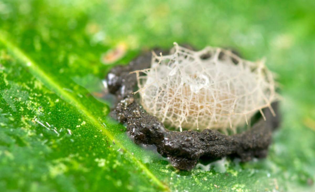 Непреодолима барикада