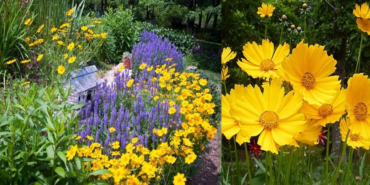 Внесете свежо настроение с кореопсис