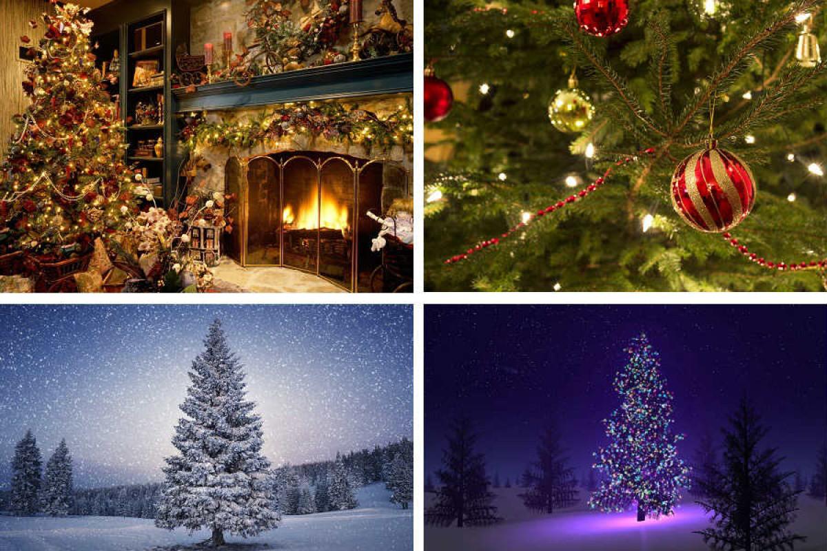 Естествени коледни елхи за усмихнати и светли празници