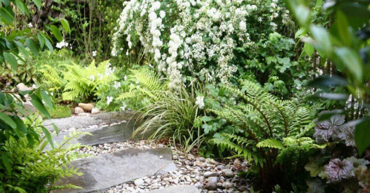 Красиви цветя, които са приятели със сянката