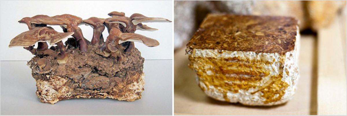 Възникване на идеята за нечувания строителен материал