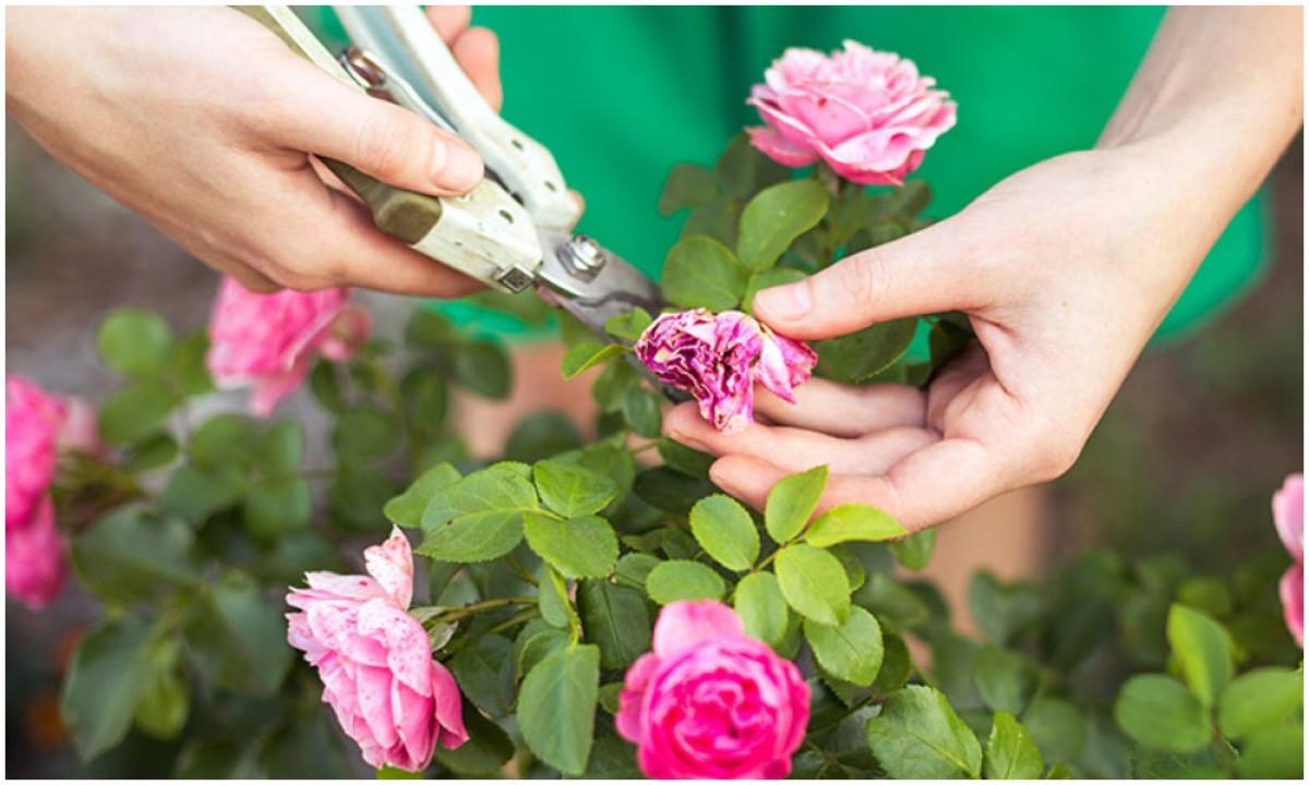 1. Премахнете увехналите цветове