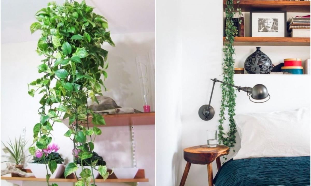 Английски бръшлян