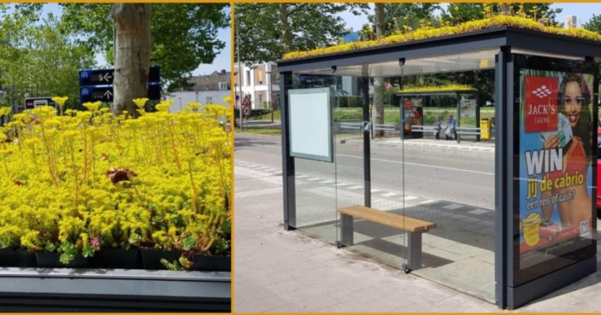 Други зелени покривни конструкции