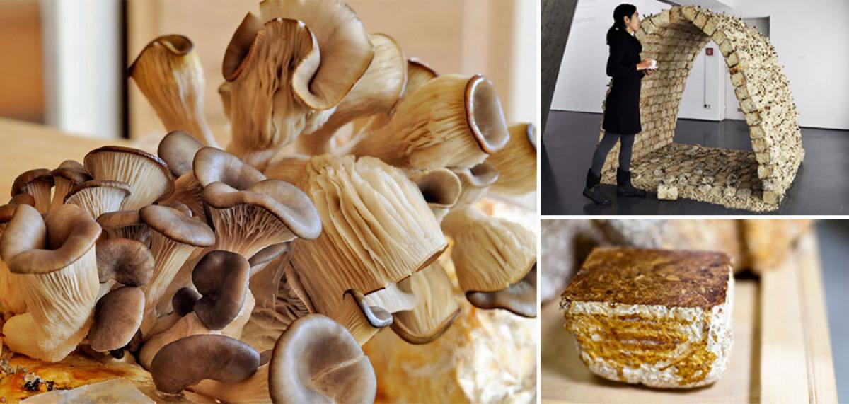 Удивителни иновации: строителни материали от бързо растящи гъби