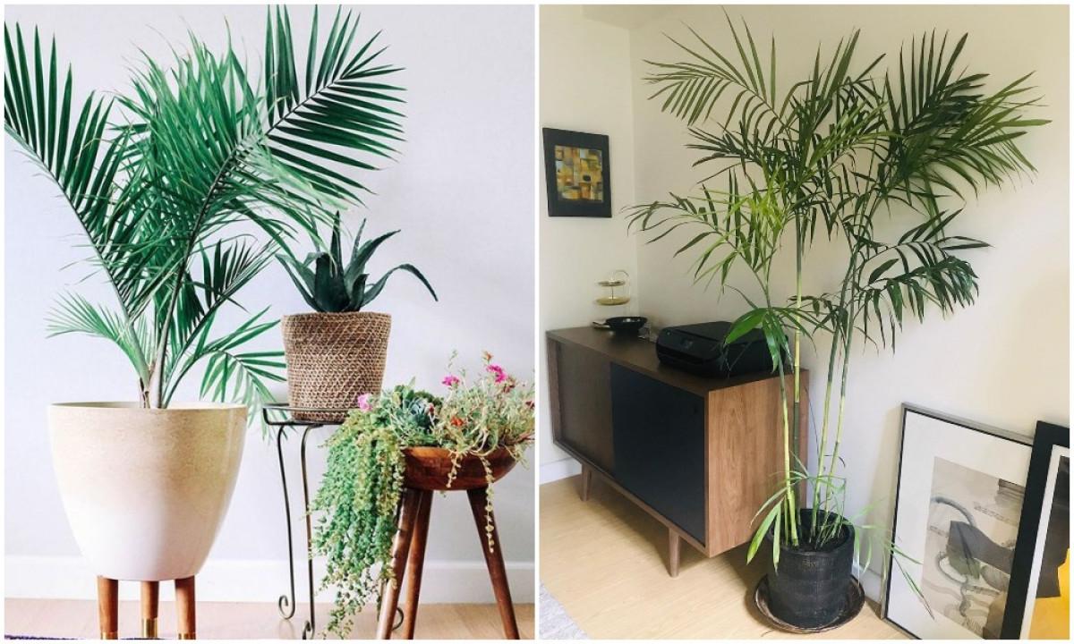 Бамбукова палма