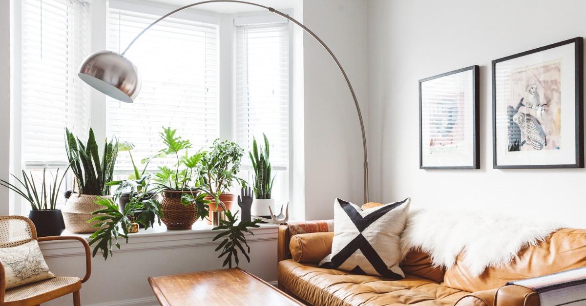 5 красиви растения, които допринасят за чистия въздух у дома