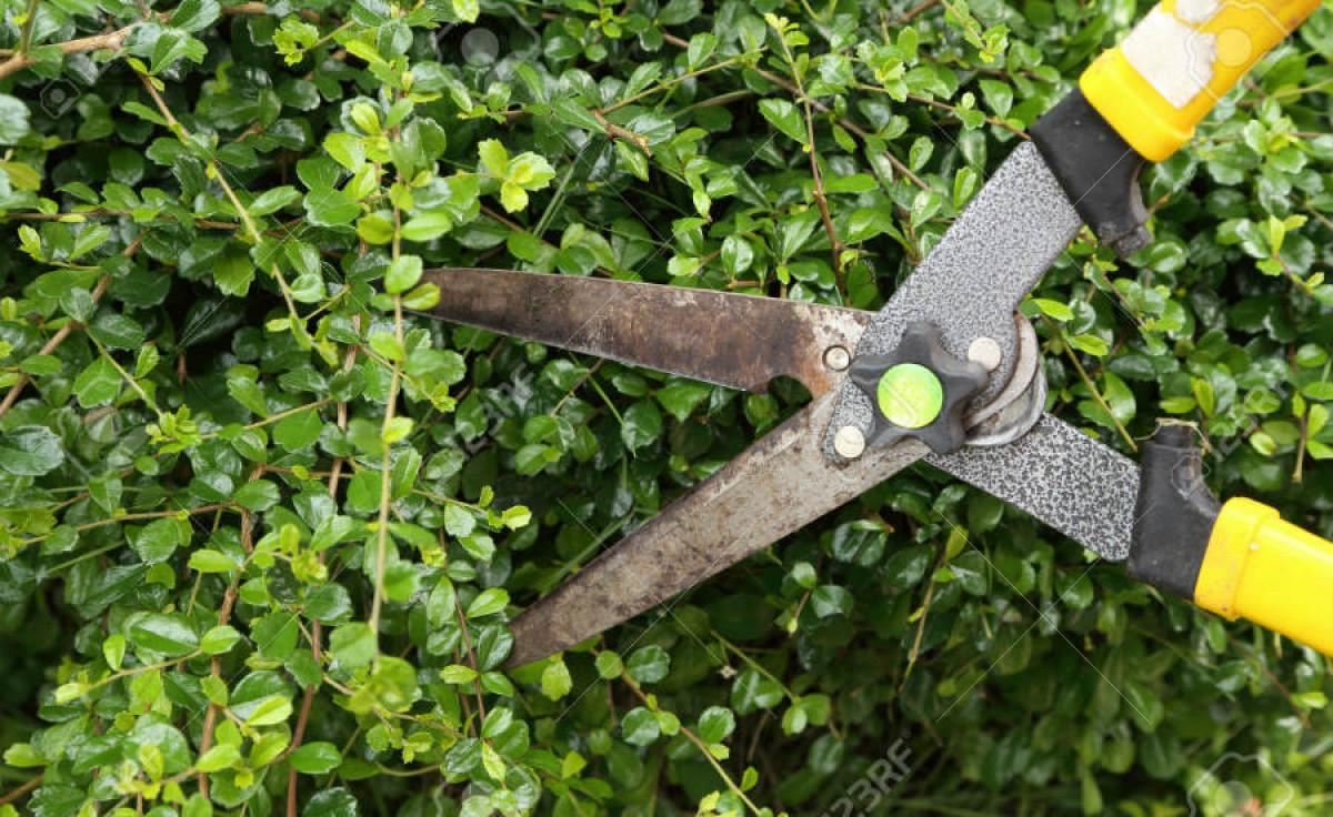 Обърнете внимание и на живия плет