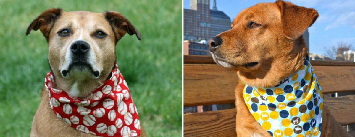 Фънки кърпа за вашето куче