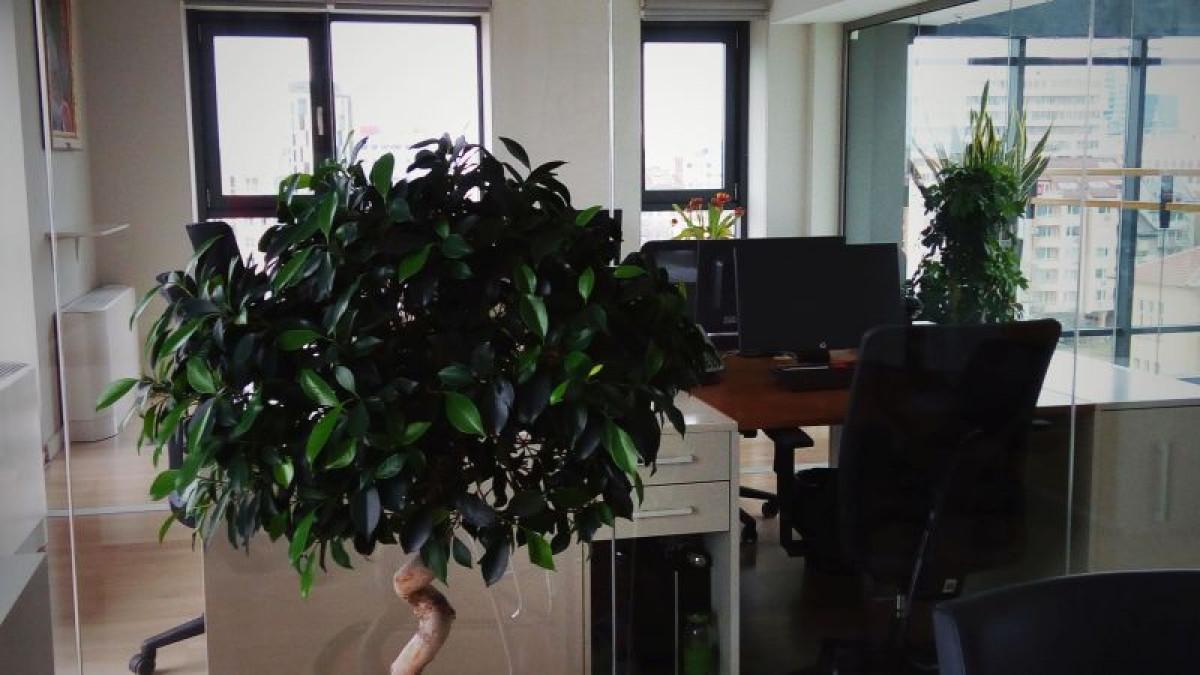 Озеленяване на офиси