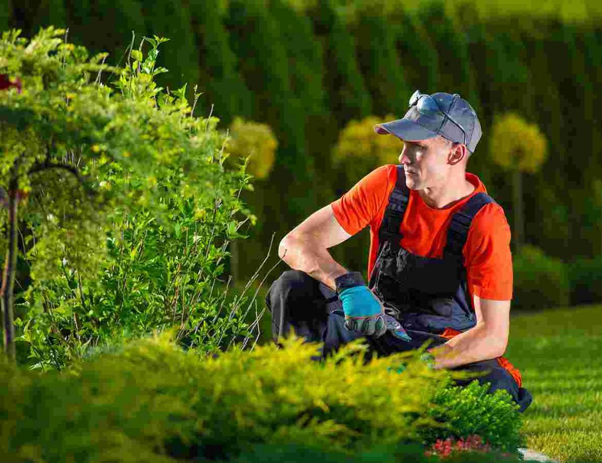 Основни типове растения за градината