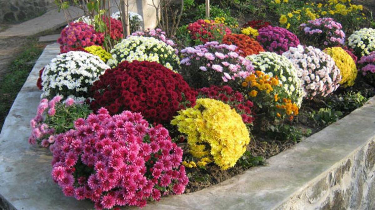 И още нещо важно за непретенциозните цветя за двор…