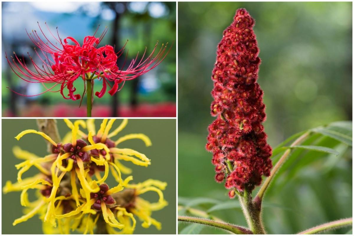 По листата ще ги познаете