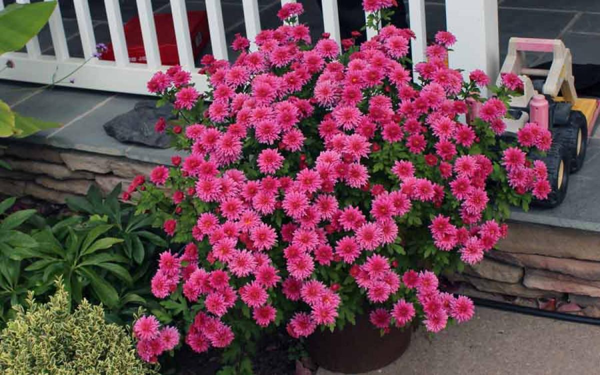 Есенни цветя в двора – какво трябва да знаем