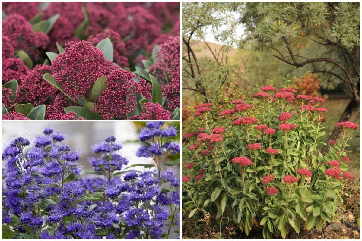 Храстите през есента - една цветна корона