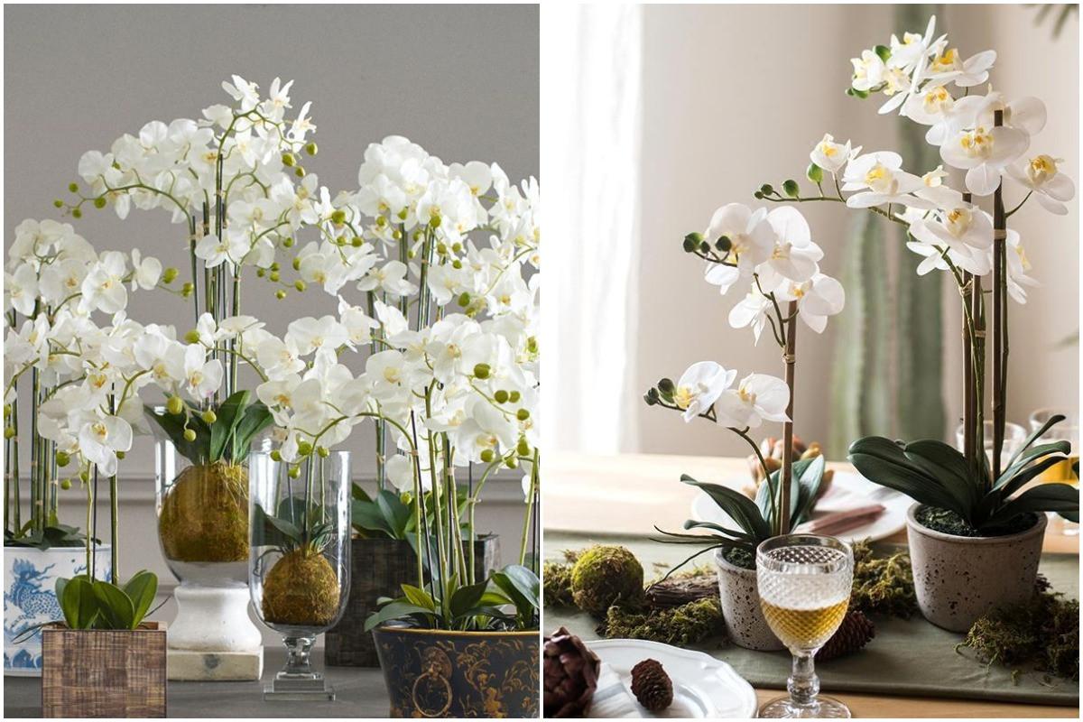 Период на цъфтеж и на покой