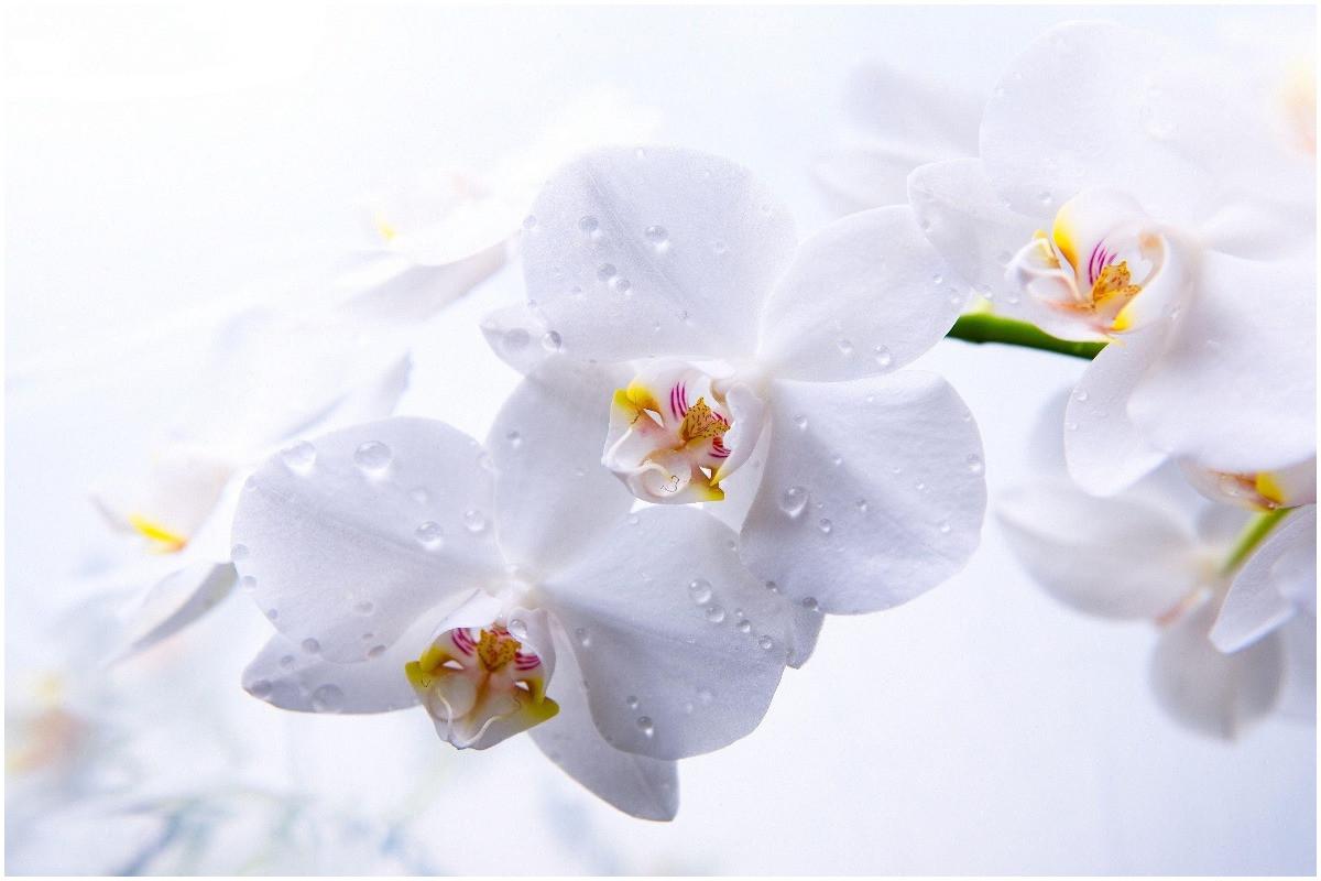 Следете температурата в стаята, в която се намира орхидеята ви