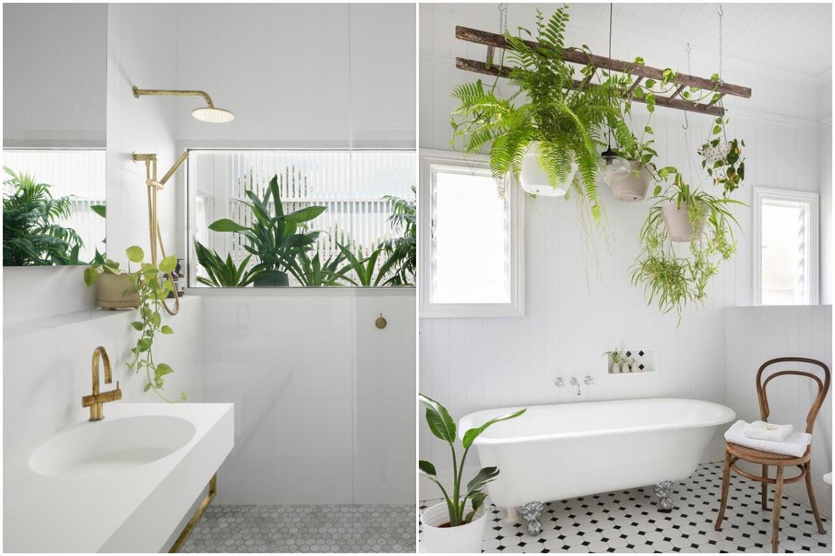 Запълнете помещението с растения