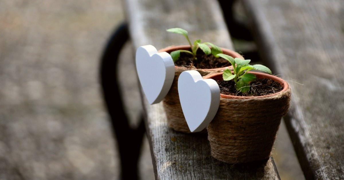 Как да си направим разсад от семена?