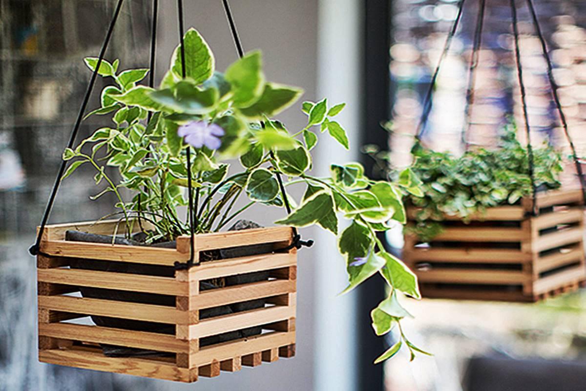 Окачете саксийните растения