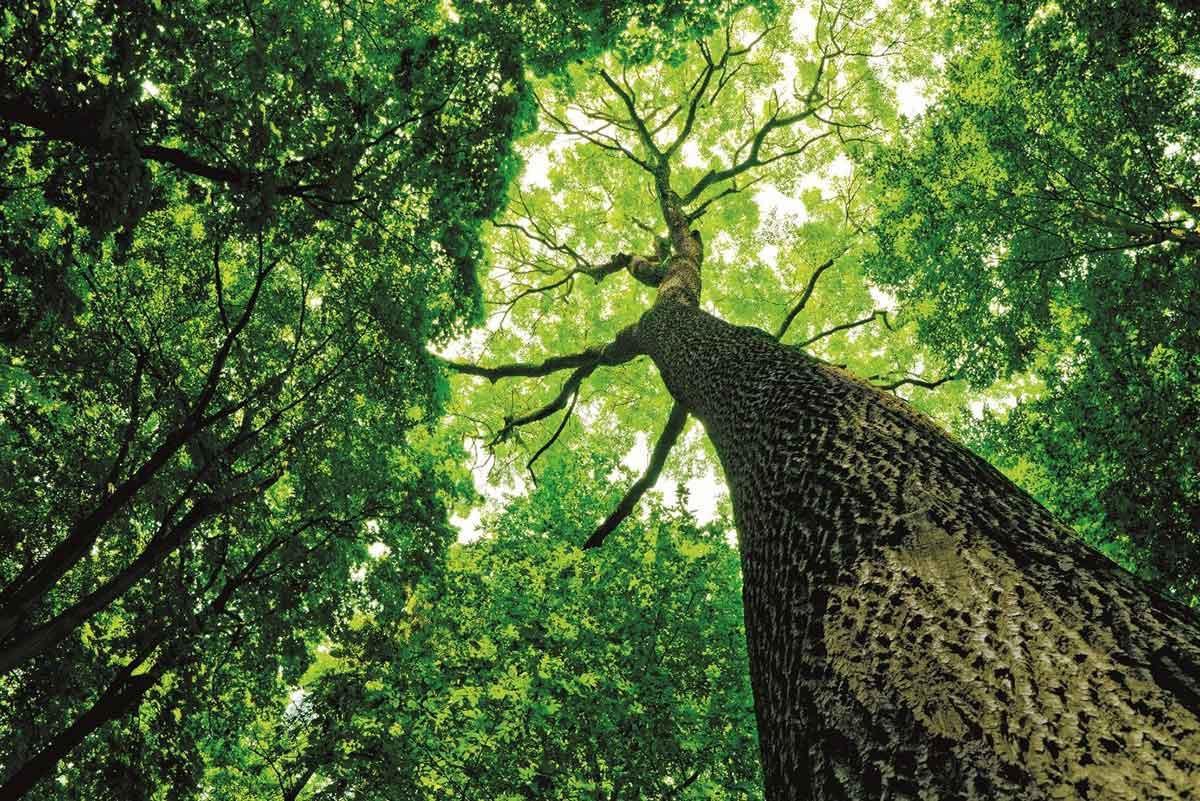 Екологичност