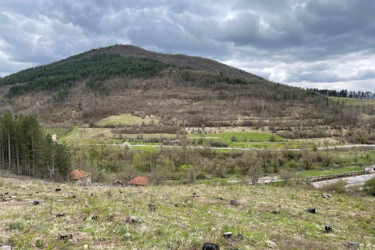 От къде стартира залесяването?