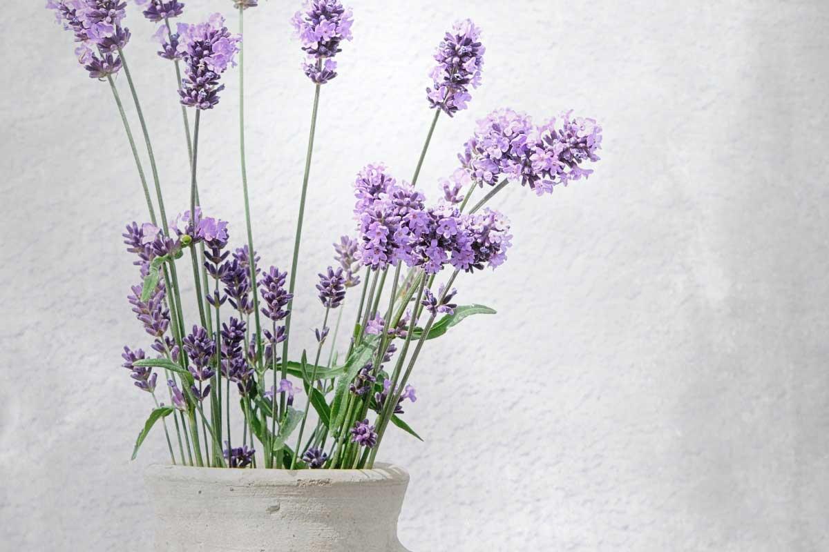 Лавандула