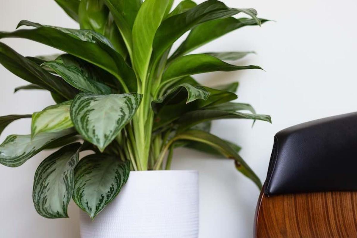 Нека новите растения си починат